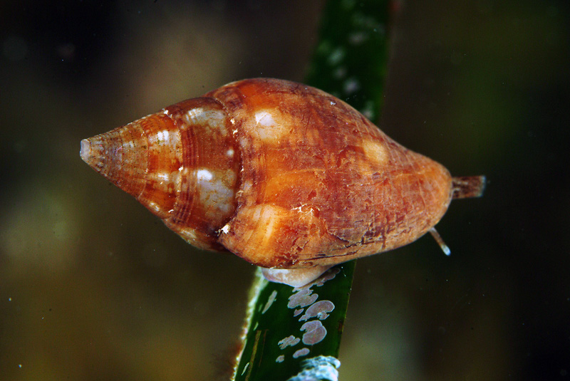 Seconda lezione: la prateria a Posidonia oceanica